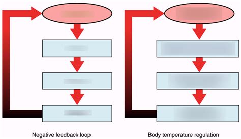 Image result for Negative Feedback Loop