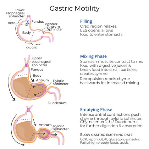 Physiology Glossary: Gastric Motility | ditki medical & biological sciences