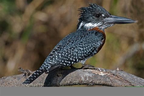 Amanzimtoti Bird Sanctuary, Durban
