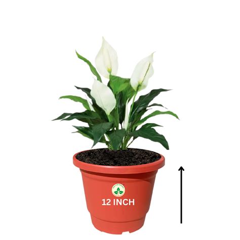 Plastic Pot/Gamla Round 12 Inch - for Indoor Home Decor & Outdoor Balc ...