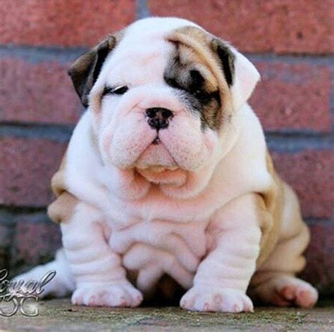 Cute Bulldog Puppies, Toy Bulldog, Cute Bulldogs, English Bulldog Puppies, Cute Dogs And Puppies ...