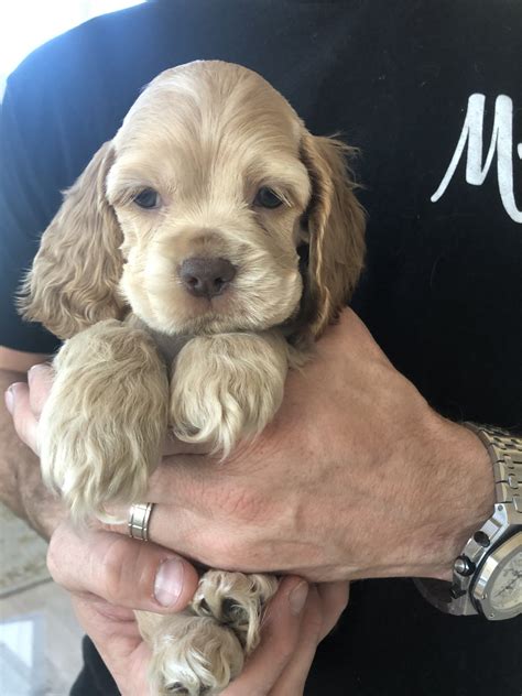 American Cocker Spaniel Puppies For Sale | Little Elm, TX #314894