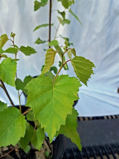 Weeping White Birch Tree. Betula Pendula. Silver Birch. Live Tree for ...