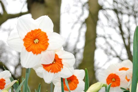 Daffodils - The Flowers that Inspired William Wordsworths Poem - Learn ...
