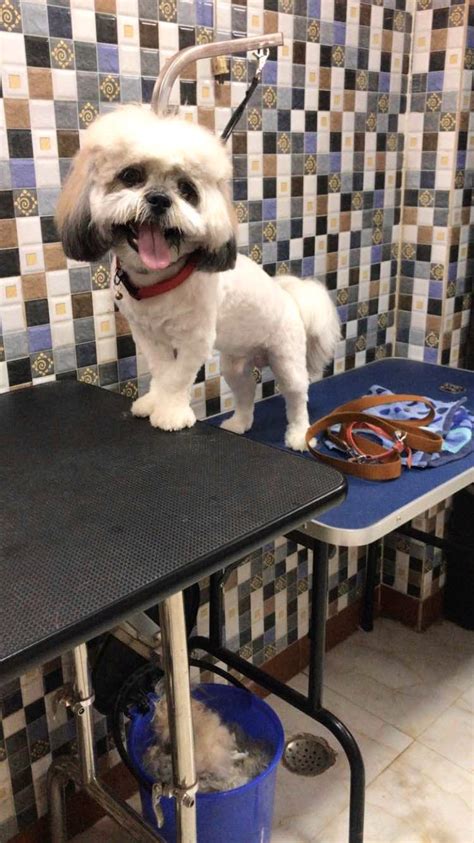 Pet Grooming At Scoopy Scrub & Pet Bytes | LBB, Hyderabad