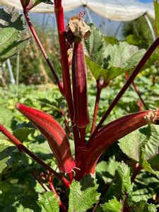 DHENU PRASAD 1341 Hybrid f1 Red Indo Agri Radhika Okra, Bhindi, Lady ...