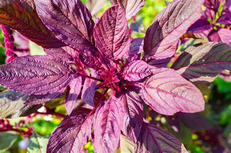 Guide on How to Grow Amaranthus in Your Garden – AllThatGrows