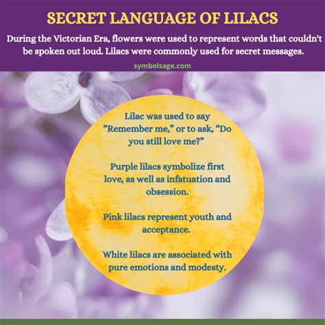 Lilac Flower – Meaning and Symbolism - Symbol Sage