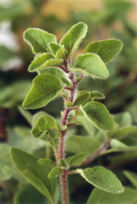 Greek Oregano Herb