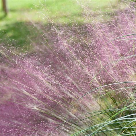 Pink Muhly Grass (Muhlenbergia capillaris)