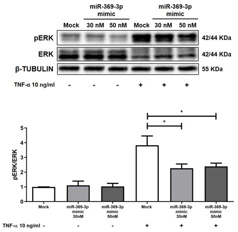 miR-369-3p Ameliorates Inflammation and Apoptosis in Intestinal ...