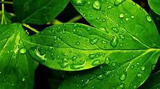 Green Leaf Wallpaper by Green Leaf Wallpaper Hd 70 Images Green Leaf Wallpaper