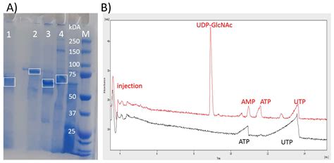 Active Inclusion Bodies in the Multienzymatic Synthesis of UDP-N ...