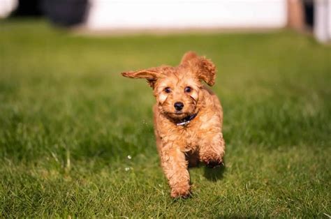 Image result for Lina Mini Cockapoo