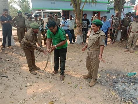 World Snake Day: Snake bites on the rise in Bhitarkanika