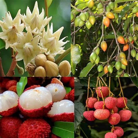 Pyanabi Combo 2 "Bakul Plant Bonsai Lytchee Plant Hybrid Litchi Tree 2 ...