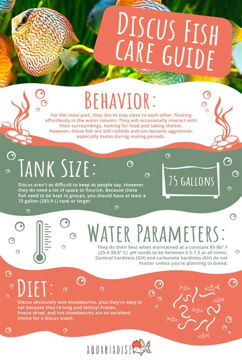 Rezultat imagine pentru Discus Care Guide