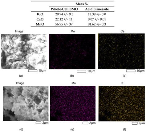 Characterizing Biogenic MnOx Produced by Pseudomonas putida MnB1 and ...