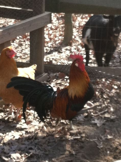 Golden Phoenix roosters and cross breeds needing a good home ...