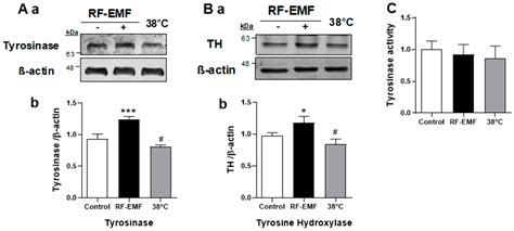 Exposure to Radiofrequency Electromagnetic Fields Enhances Melanin ...