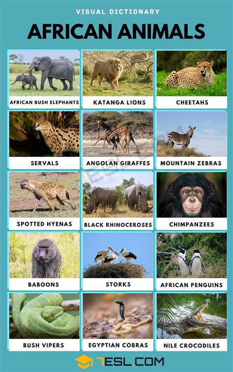 African Animals Names: List, Facts & Vocabulary for English Learners • 7ESL