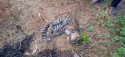 Satara: Leopard Cub Found Dead In Karad Sparks Concern, Villagers Calls ...