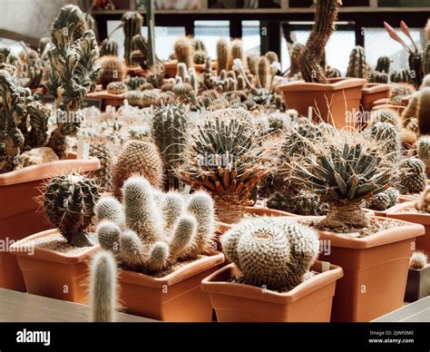 Large collection of cacti in pots. Various types of beautiful cactus ...