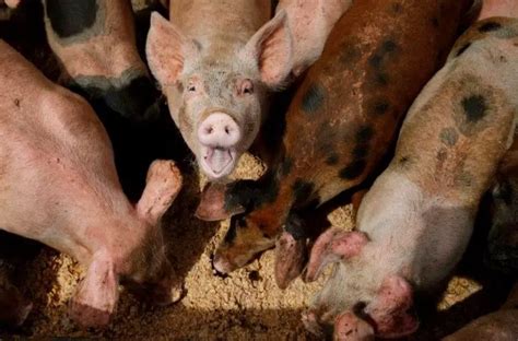 Average Weight Of A Pig At Slaughter - Sand Creek Farm