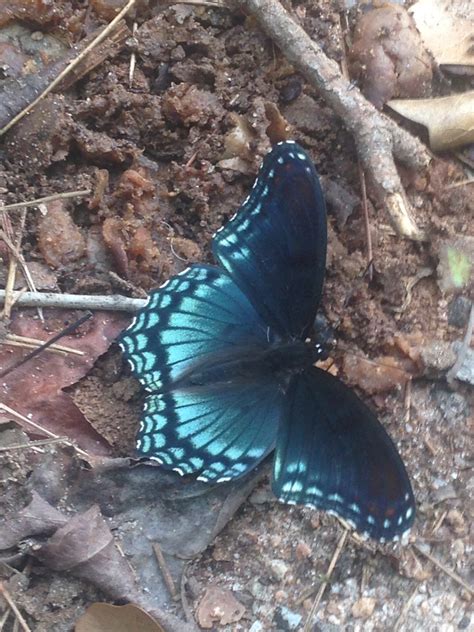 How long do butterflies live? | Gulo in Nature