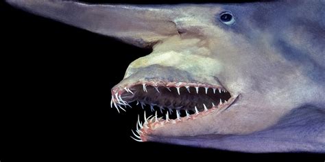 Deep Ocean Sharks