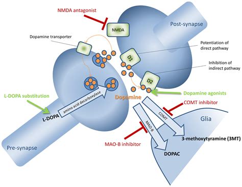 Parkinson's Disease Mechanism at Colin Fleming blog - mechanism of parkinson's disease