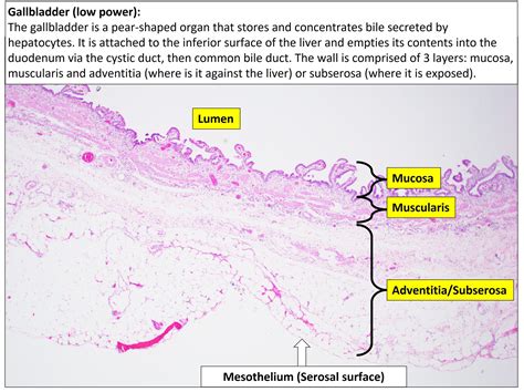 Gallbladder Layers