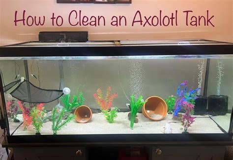 Axolotl Aquarium Setup