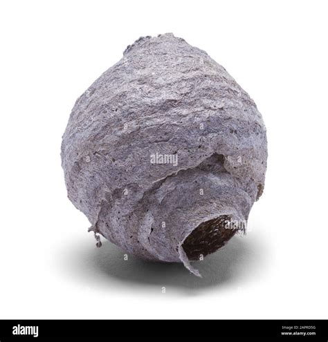 Small Wasp Nest Isolated on White Background Stock Photo - Alamy