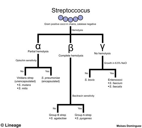 Strep Infection Types at Julie Farrell blog