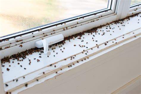 We Found the BEST Way to Get Rid of the Ladybug Clusters in Your Home