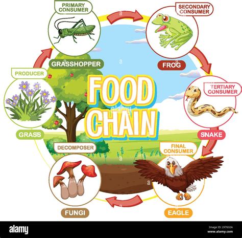 Depicts food chain with various consumers and producers Stock Vector Image & Art - Alamy