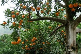 长在树上的新鲜蜜桔高清图片下载_红动中国