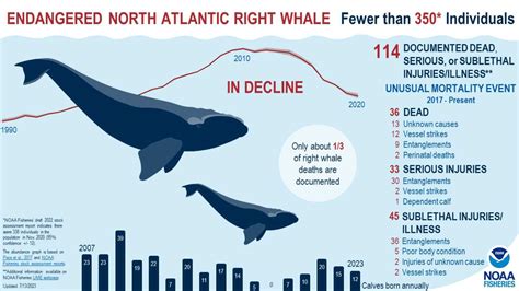 Feds report steep decline of endangered North Atlantic right whale | Courthouse News Service
