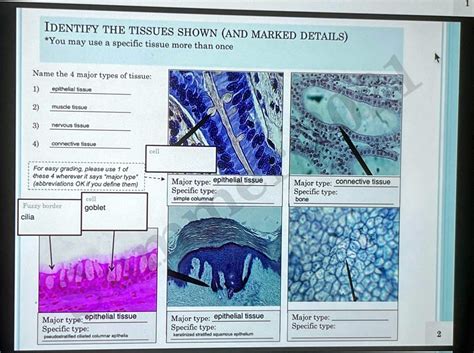 Image result for Identifying Tissue Types