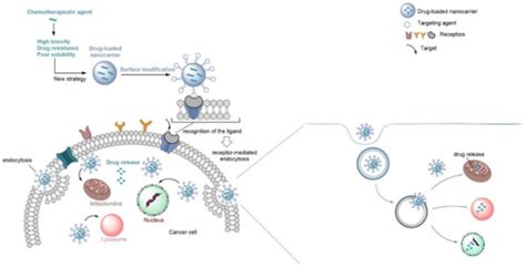 Functionalized Liposome and Albumin-Based Systems as Carriers for ...