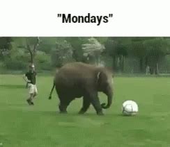 Monday Funny GIF - Monday Funny Lol - Discover & Share GIFs