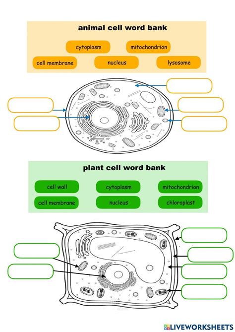 Cell Structure and Function Worksheet 的图像结果