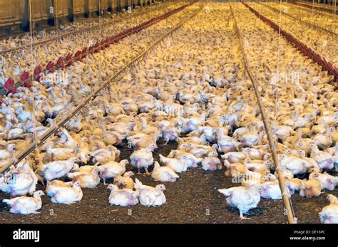 Image result for Broiler Chicken Brooding