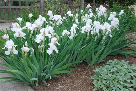 Divide Irises In Late Summer