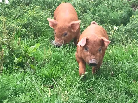Duroc Pig Characteristics