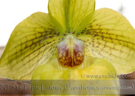 Paph. Latoya (armeniacum x Fanaticum) / Orchids.com