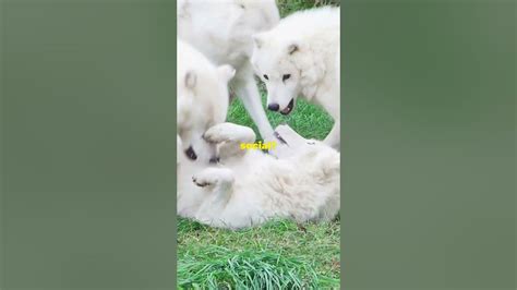 Image result for Timberwolf Facts