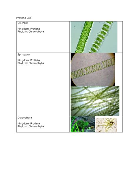 Protista Lab - Protista Lab Ulothrix Kingdom: Protista Phylum: Chlorophyta Spirogyra Kingdom ...