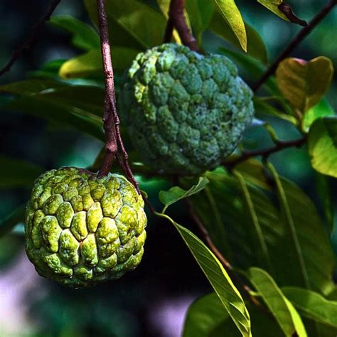 Sugar Apple Grafted, Sitafal (Annona Squamosa) "Custard Apple" - Plant ...